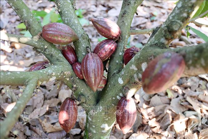 The Central Highlands province of Dak Lak currently has about 1,140 ha growing cacao trees. VNA Photo: Hoài Thu 