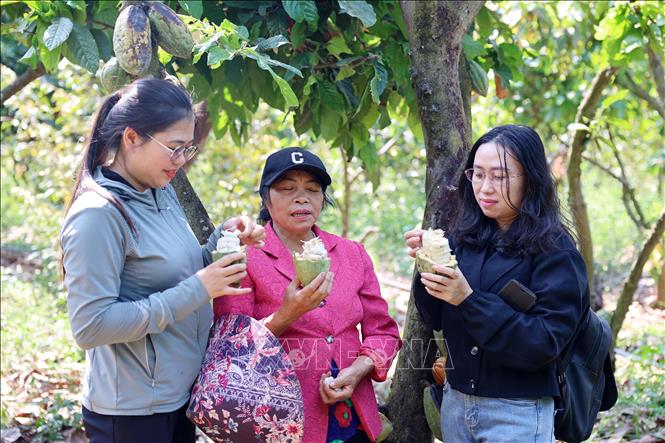 Tourists try the cacao fruit’s pulp at a farm in Ea Na commune, Krong Ana district, Dak Lak province. VNA Photo: Hoài Thu 
