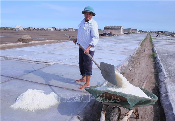 Diêm dân thu hoạch muối trên cánh đồng xã Bạch Long. Ảnh: Công Luật-TTXVN