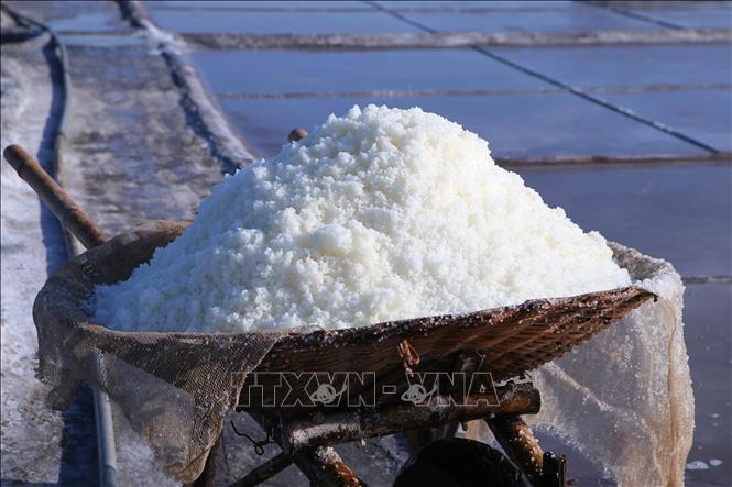 Xe muối sau khi thu hoạch của diêm dân trên cánh đồng muối Bạch Long. Ảnh: Công Luật-TTXVN
