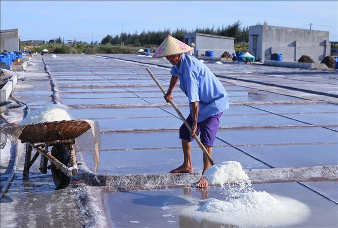 Diêm dân xã Bạch Long xúc muối lên xe để mang về kho. Ảnh: Công Luật-TTXVN