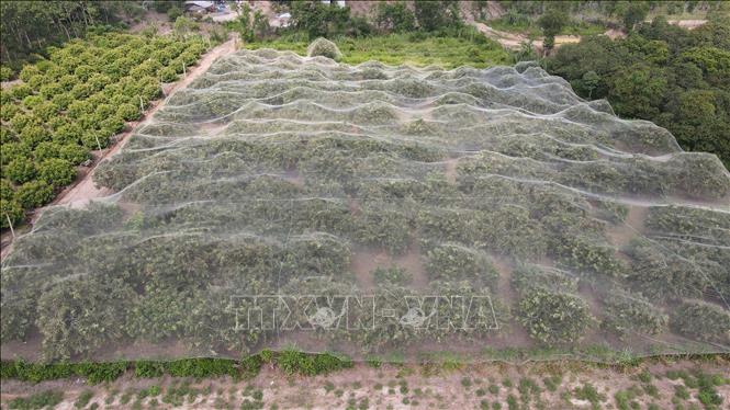A fruiting longan orchard at Hoa Hiep commune, Xuyen Moc district, Ba Ria - Vung Tau province. VNA Photo: Hoàng Nhị