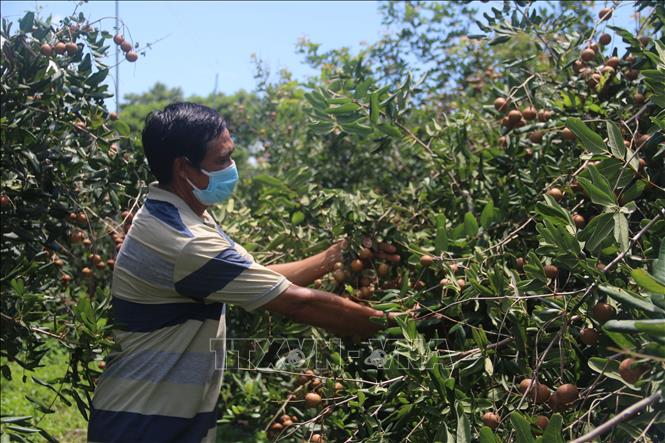 Farmer Nguyen Van Chau harvests off-season longan in Xuyen Moc district, Ba Ria - Vung Tau province. VNA Photo: Hoàng Nhị