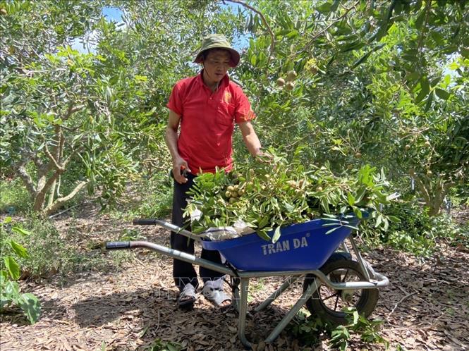 Farmer An Dinh Doan harvests off-season longan in Xuyen Moc district, Ba Ria - Vung Tau province. VNA Photo: Hoàng Nhị