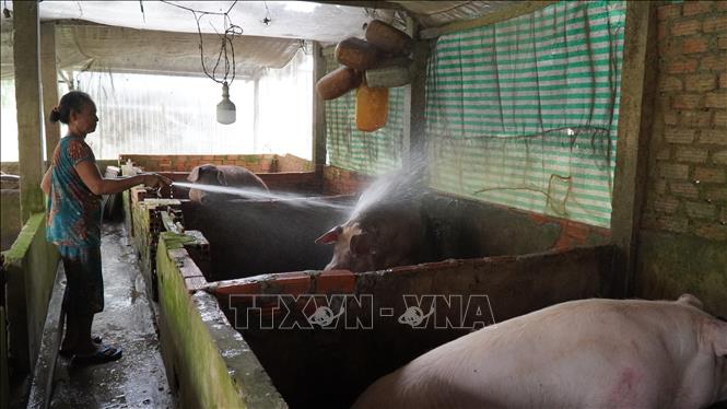 Bà Thị Son, xã Thạnh Bình, huyện Giồng Riềng, chăm sóc đàn lợn của gia định. Ảnh: Văn Sĩ - TTXVN                               