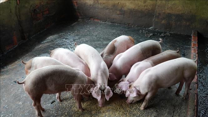 Giá lợn giống tại Kiên Giang hiện dao động từ 1,6 - 1,7 triệu đồng/con. Ảnh: Văn Sĩ - TTXVN                               