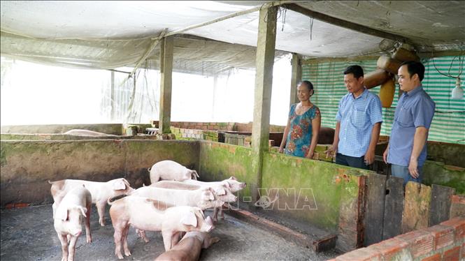 Bà Thị Son, xã Thạnh Bình, huyện Giồng Riềng, chia sẻ kinh nghiệm nuôi lợn với cán bộ Hội nông dân xã. Ảnh: Văn Sĩ - TTXVN                               