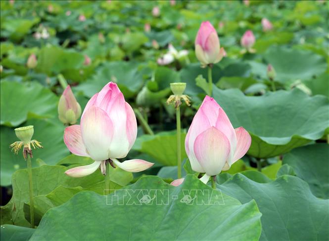 Những cánh sen có màu hồng nhạt vào buổi sáng nhưng đến trưa thì chuyển sang sắc hồng. Ảnh: Thùy Dung - TTXVN