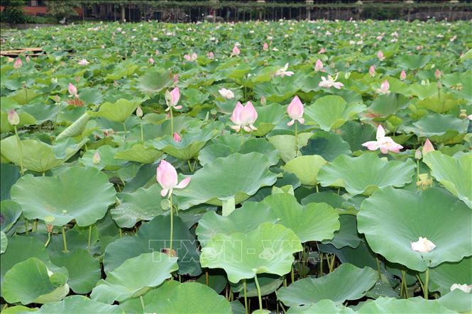 Những đóa sen bung nở làm sáng bừng một khoảng trời. Ảnh: Thùy Dung - TTXVN