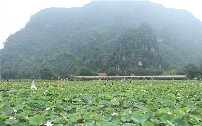 Mùa sen nở rộ ở Khu du lịch Hang Múa, huyện Hoa Lư, thu hút đông người dân và du khách tới tham quan, chụp ảnh. Ảnh: Thùy Dung - TTXVN