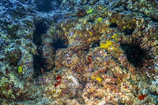 (Tư liệu) Những con nhím biển sắp chết ở độ sâu 10m dưới Địa Trung Hải, ngoài khơi bờ biển ở Batroun, Liban, ngày 7/1/2024. Ảnh: AFP/TTXVN