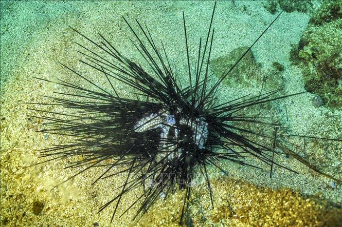 (Tư liệu) Một con nhím biển sắp chết ở độ sâu 10m dưới Địa Trung Hải, ngoài khơi bờ biển ở Batroun, Liban, ngày 7/1/2024. Ảnh: AFP/TTXVN