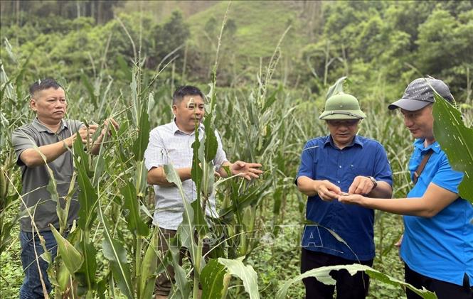 Đoàn công tác của Chi cục Trồng trọt, Bảo vệ thực vật và Quản lý chất lượng tỉnh Bắc Kạn kiểm tra tình hình châu chấu tre lưng vàng gây hại tại huyện Na Rì. Ảnh: TTXVN phát