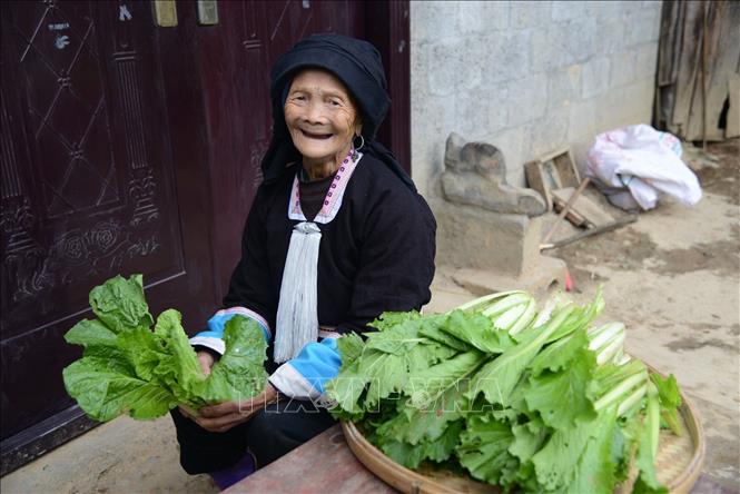 Mặc dù đã hơn 100 tuổi, nhưng cụ Lý vẫn rất khỏe mạnh, minh mẫn, hằng ngày vẫn giúp đỡ con cháu những việc vặt trong gia đình. Ảnh TTXVN phát