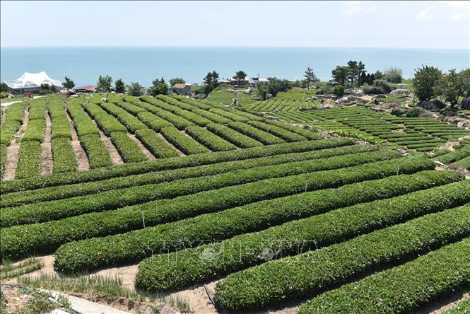Có nguồn gốc từ miền Nam Trung Quốc, cây trà được trồng ở Lao Sơn cách đây khoảng 600 năm. Ảnh: Công Tuyên – P TTXVN tại Trung Quốc 