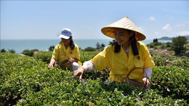 Cây trà ở Lao Sơn vẫn sinh trưởng trong sự khắc nghiệt của thời tiết để cho ra những lá trà có hương vị và phẩm chất khác biệt so với trà những nơi khác. Ảnh: Công Tuyên – Pv TTXVN tại Trung Quốc 