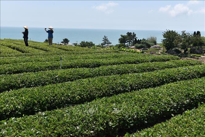 Cây trà ở Lao Sơn cho ra những lá trà có hương vị và phẩm chất khác biệt so với trà những nơi khác. Ảnh: Công Tuyên – Pv TTXVN tại Trung Quốc 
