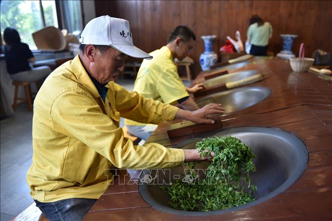 Trà Lao Sơn vẫn được chế biến theo phương pháp thủ công, đòi hỏi công nhân phải có sự cảm nhận tốt về nhiệt và hương thơm của trà mới cho ra sản phẩm tốt nhất. Ảnh: Công Tuyên – Pv TTXVN tại Trung Quốc