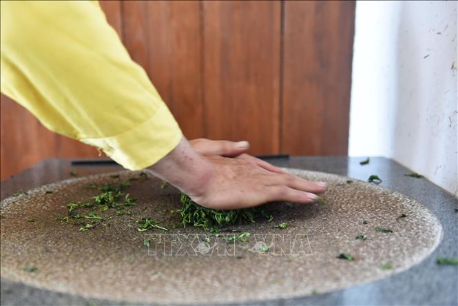 Vò trà là công đoạn rất quan trọng, nó quyết định độ đẹp và bền của cánh trà. Ảnh: Công Tuyên – Pv TTXVN tại Trung Quốc 