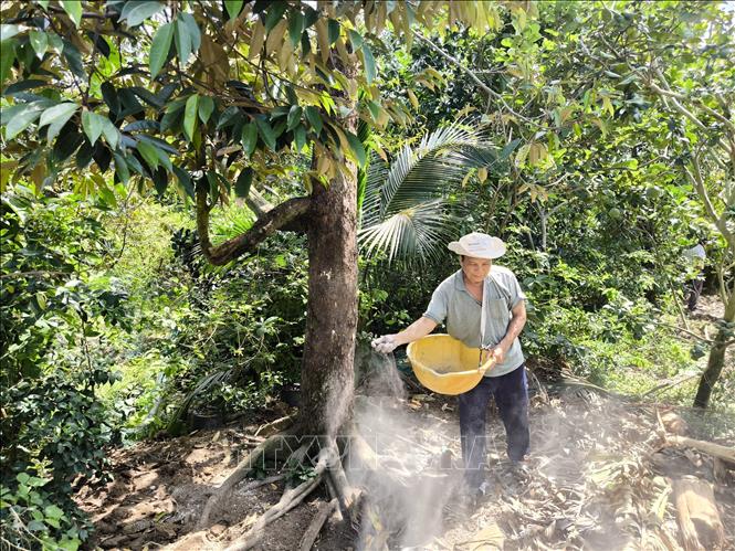 Ông Lê Văn Mãnh, xã Hưng Khánh Trung B, huyện Chợ Lách, Bến Tre bón phân hữu cơ giúp cây phục hồi bộ rễ sau hạn, mặn. Ảnh: Huỳnh Phúc Hậu - TTXVN
