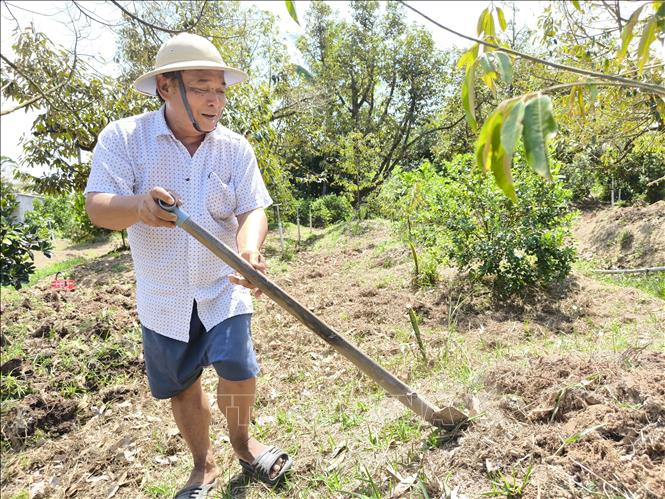 Ông Bùi Văn Chiến, xã Hưng Khánh Trung B, huyện Chợ Lách, Bến Tre xới đất quanh gốc cây, cải tạo bộ rễ cây sau hạn, mặn. Ảnh: Huỳnh Phúc Hậu - TTXVN