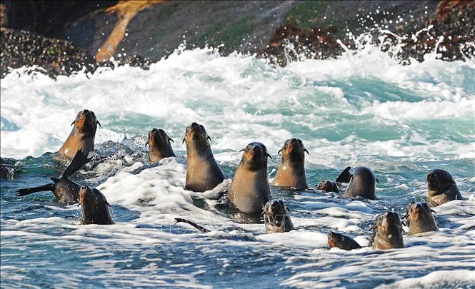 Những con hải cẩu tại False Bay, Nam Phi. Ảnh: AFP/TTXVN