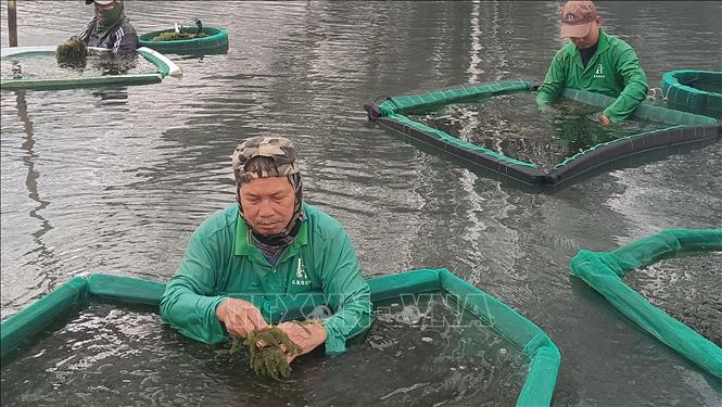 Sea grape cultivation does not require huge investment but can bring stable income and job. Each grower can earn approximately 7.5 - 10.5 million VND (295 - 412 USD) each month. VNA Photo: Đặng Tuấn