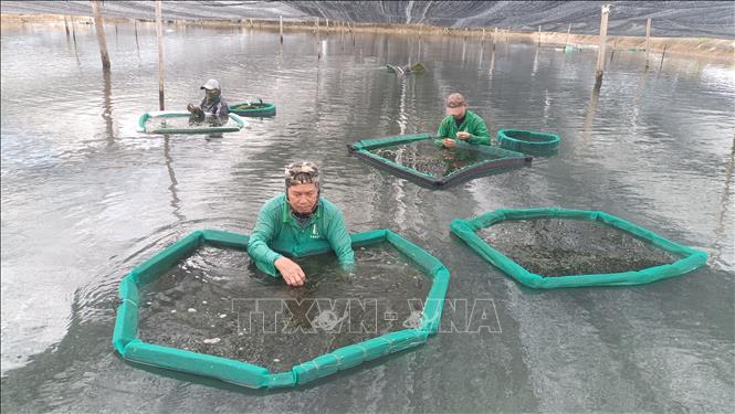 Harvesting sea grape in Khanh Hoa province. VNA Photo: Đặng Tuấn