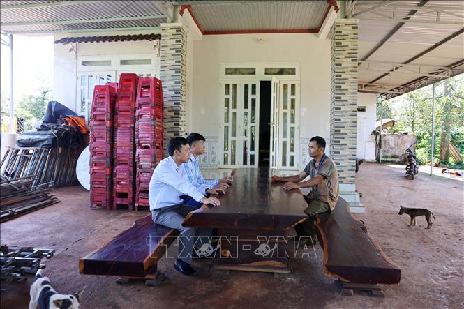Nhờ chăm chỉ làm ăn, năm 2023, gia đình anh Y Grung Byă (bên phải), buôn Jung A, xã Ea Ktur, huyện Cư Kuin thu nhập hơn 400 triệu đồng. Ảnh: Hoài Thu – TTXVN