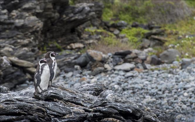 Chim cánh cụt Humboldt trên đảo Damas, vùng Coquimbo, Chile. Ảnh: AFP/TTXVN