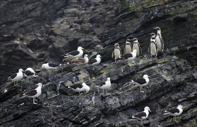 Chim cánh cụt Humboldt trên đảo ngoài khơi bờ biển Punta Choros ở La Higuera, Chile. Ảnh: AFP/TTXVN