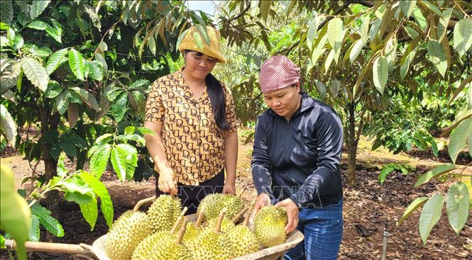 Thu hoạch sầu riêng trồng theo tiêu chuẩn VietGAP tại xã Ia Mơ Nông (Chư Păh, Gia Lai). Ảnh: Hoài Nam - TTXVN