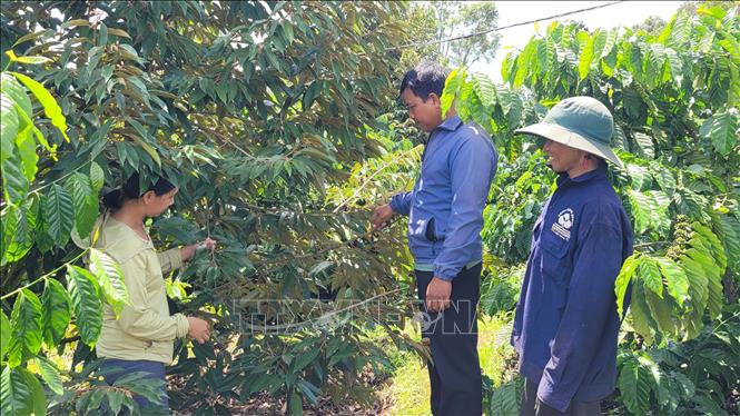 Mô hình hợp tác trồng sầu riêng theo tiêu chuẩn VietGAP ở xã Ia Mơ Nông, huyện Chư Păh, tỉnh Gia Lai. Ảnh: Hoài Nam - TTXVN