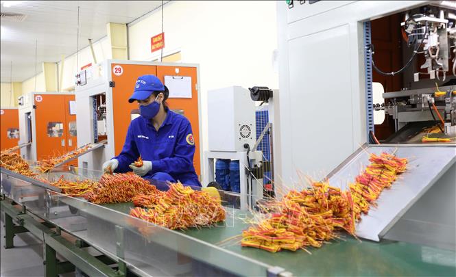 Công nhân hoàn thiện khâu xoắn dây kích nổ cho các giàn pháo hoa. Ảnh: Tạ Toàn – TTXVN