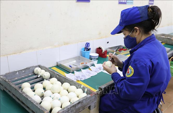 Những quả pháo nổ được thực hiện thủ công tỉ mỉ, kỹ lưỡng. Ảnh: Tạ Toàn - TTXVN
