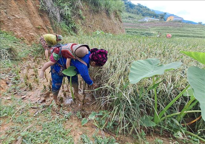 Người dân thôn Lũng Cáng (xã Thuận Hòa, Vị Xuyên, Hà Giang) kiểm tra lại đồng ruộng sau lũ. Ảnh: Đức Thọ - TTXVN