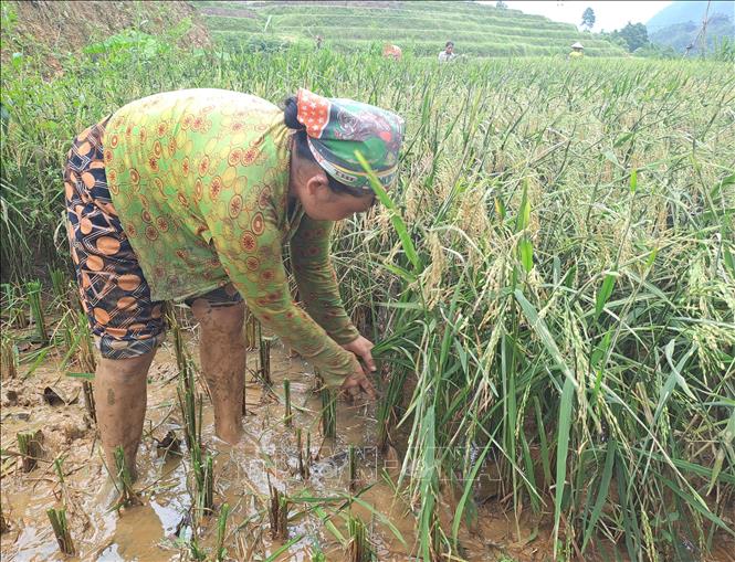 Người dân thôn Lũng Cáng (xã Thuận Hòa, Vị Xuyên, Hà Giang) kiểm tra lại đồng ruộng sau lũ. Ảnh: Đức Thọ - TTXVN