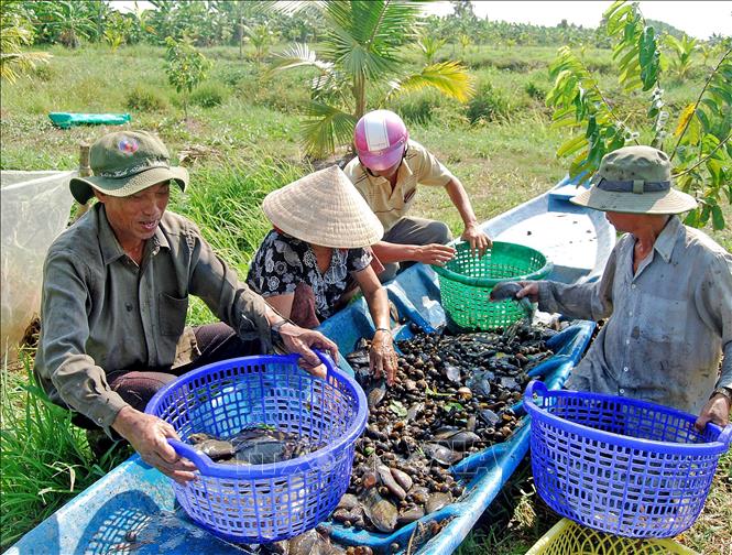 Người dân huyện U Minh (Cà Mau) thu hoạch cá đồng. Ảnh: TTXVN phát