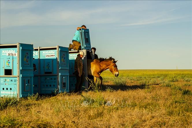 Ngựa Przewalski được thả tại thảo nguyên ở thị trấn Arqalyk, Kazakhstan, ngày 4/6/2024. Ảnh: AFP/TTXVN 