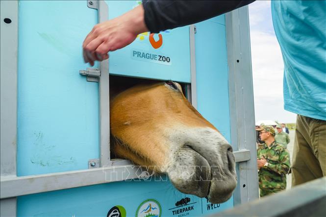 Ngựa Przewalski được thả tại thảo nguyên ở thị trấn Arqalyk, Kazakhstan, ngày 4/6/2024. Ảnh: AFP/TTXVN 