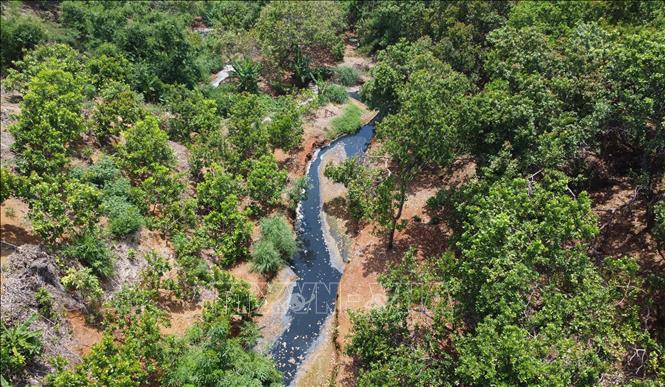 Dòng suối phía sau giáp với nhà máy chế biến mủ cao su L.H ngoài màu đen, bề mặt nước còn nổi lên váng trắng. Ảnh: Đậu Tất Thành – TTXVN
