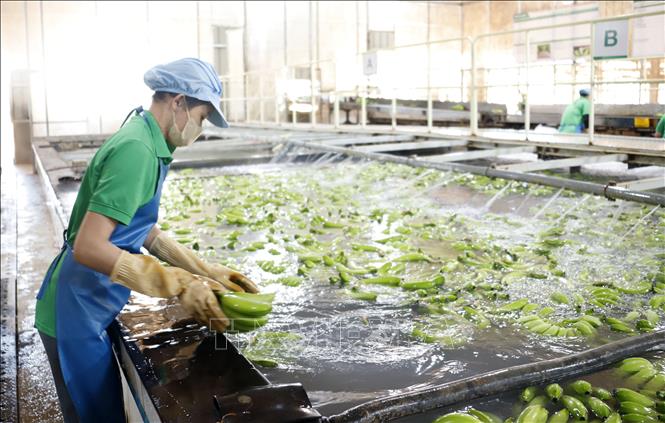 Processing bananas at the South Laos Friendship Co. Ltd of Vietnam in Attapeu district of Laos. VNA Photo: Phạm Kiên 