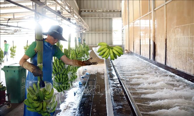 Processing bananas at the South Laos Friendship Co. Ltd of Vietnam in Attapeu district of Laos. VNA Photo: Phạm Kiên 