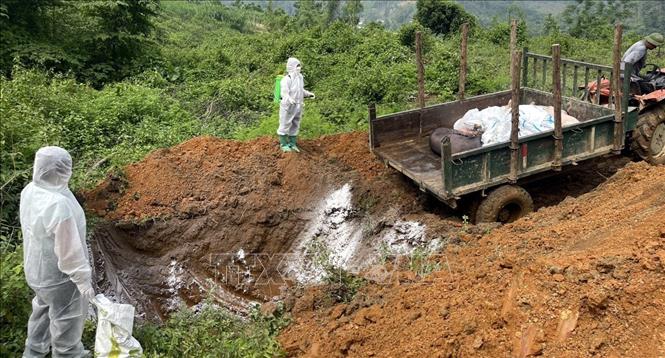 Từ đầu năm đến nay, tỉnh Bắc Kạn đã tiêu hủy gần 374 tấn lợn mắc bệnh dịch tả lợn châu Phi. Ảnh: TTXVN phát