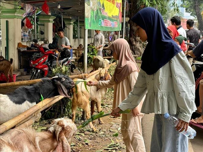 Nhiều trẻ em thích thú khi cho các con vật ăn lá cây. Ảnh: Đỗ Quyên - PV TTXVN tại Indonesia