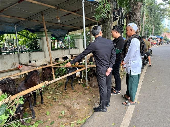 Nhiều người đến chọn mua bò, dê chuẩn bị cho lễ Idul Adha. Ảnh: Đỗ Quyên - PV TTXVN tại Indonesia