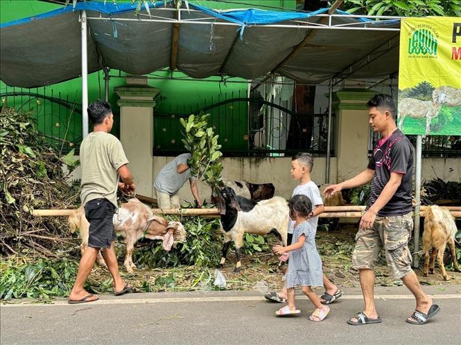 Nhiều gia đình đưa trẻ em đến xem các con vật chuẩn bị cho lễ Hiến tế. Ảnh: Đỗ Quyên - PV TTXVN tại Indonesia