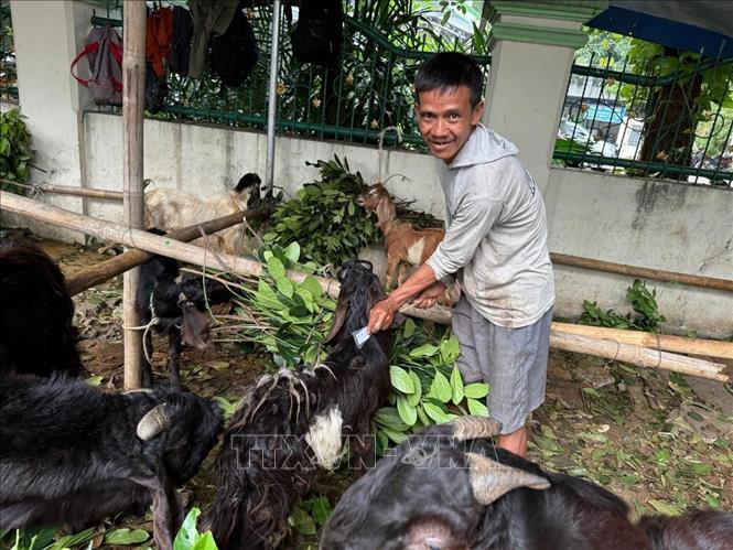 Người đàn ông đeo chiếc thẻ vào cổ con dê để đánh dấu nó đã được bán. Ảnh: Đỗ Quyên - PV TTXVN tại Indonesia