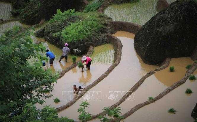 Khun Ha commune's terraced rice fields begin to turn green with rice seedlings planted. VNA Photo: Nguyễn Oanh