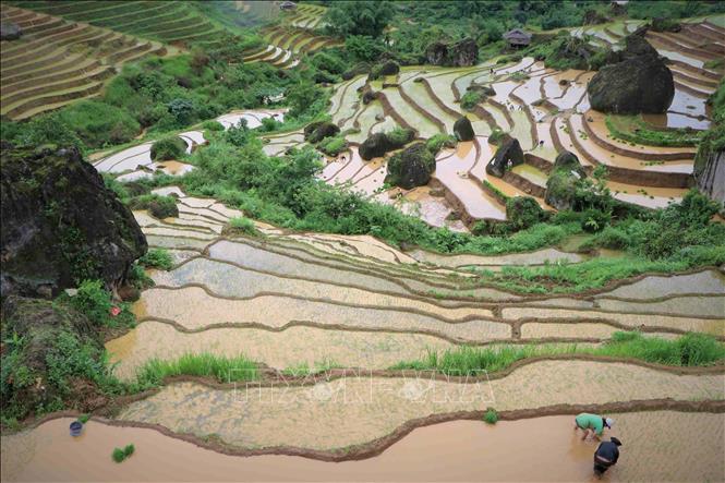 Terraced rice fields are filled with water and the tiny green dots of rice seedlings. VNA Photo: Nguyễn Oanh